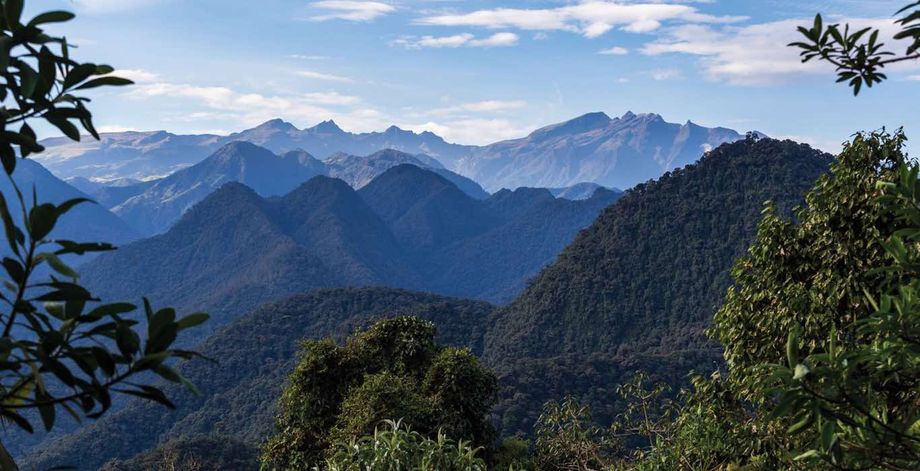 Quito rain forest